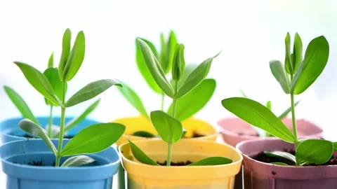 Fresh eustoma seedlings thriving in vibrant, colorful pots on a bright Stock Footage 312458363