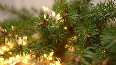 Fresh evergreen branches intertwined with warm holiday lights Stock Footage 289735132