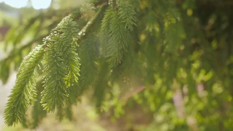 Fresh evergreen branches needles macro tracking shot panorama lush fir tree wood Stock Footage 199422932