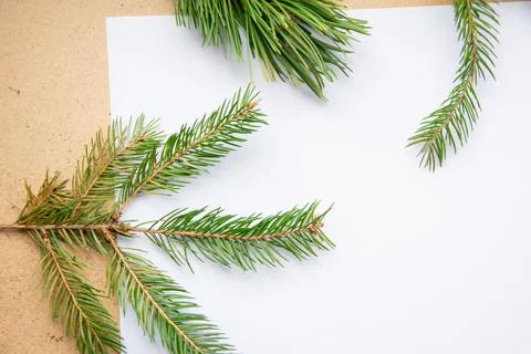 Fresh evergreen branches placed on a blank sheet of paper for creative natu.. Stock Photos