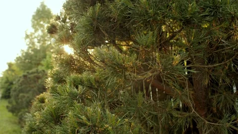 Fresh evergreen tree with cones at clear blue sky surrounded by sun light sunset Stock Footage 199421526