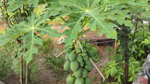 Fresh Exotic Papaya fruit growing on a tropical tree in India Stock Footage 345957565