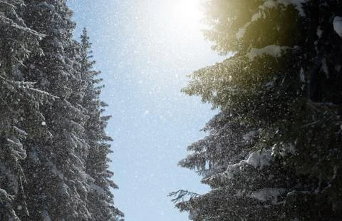 Fresh falling snow flakes fall from lush evergreen pine fir trees and are cau Stock Photos