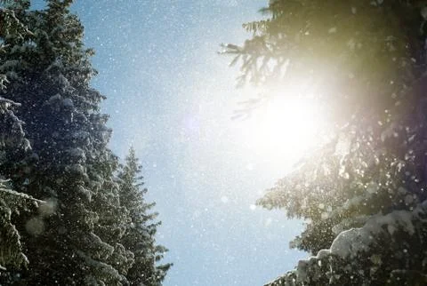 Fresh falling snow flakes fall from lush evergreen pine fir trees and are cau Stock Photos