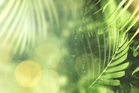 Fresh fan palm spring background Stock Photos