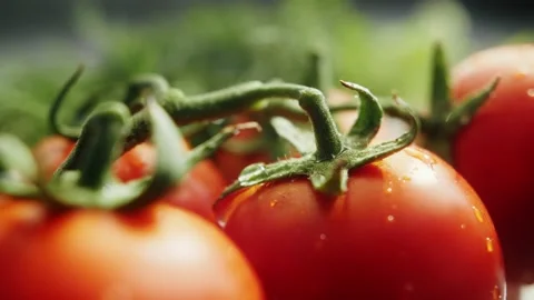 Fresh farm vegetables close up, tomatoes with dill in drops of water. Stock Footage 186160155