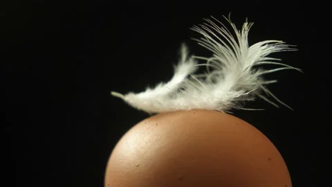 Fresh farmer egg on black background 스톡 동영상 153633617
