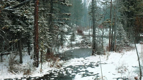 Fresh fat snowflakes falling in woods and creek in northwest US pine forest Stock Footage 171714013