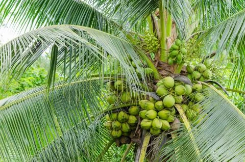 Fresh fecund coconut on tree in garden at Banpaew, Samutsakorn, Thailand Stock Photos