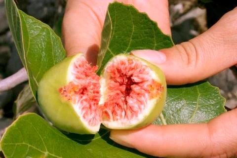 Fresh fig Stock Photos