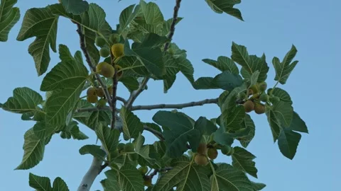 Fresh figs on a fig tree branch Stock Footage 343586041
