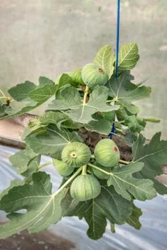 Fresh Figs fruit Fotos Stock