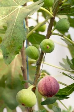 Fresh Figs fruit Stock Photos