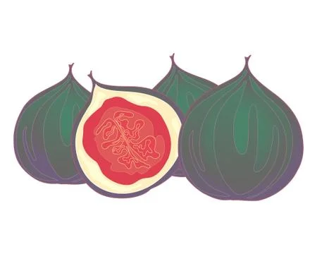 Fresh figs Stock Illustration