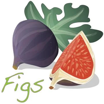 Fresh figs isolated. Vector. Stock Illustration