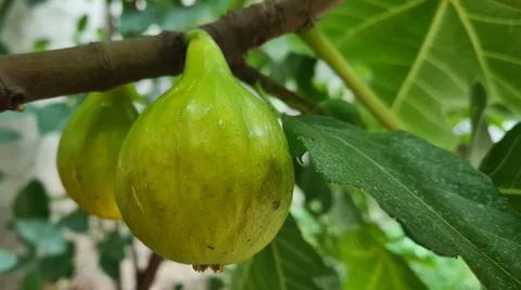 Fresh Figs On Tree Stock Photos