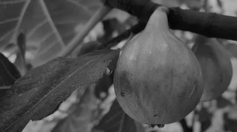 Fresh Figs On Tree Stock Photos