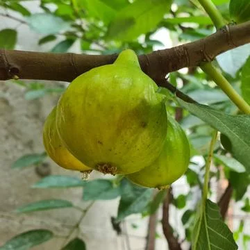 Fresh Figs On Tree Stock Photos