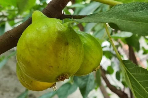 Fresh Figs On Tree Stock Photos