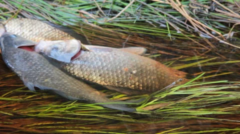Fresh fish and old ways of its preservation 6.  Prussian carp Stock Footage 68168084