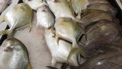Fresh fish and seafoods Stock Footage 163779925