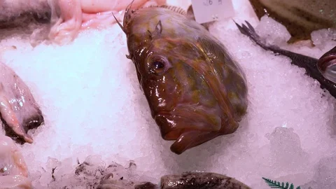 Fresh fish and squid. panoramic view of the counter in the maritime market Stock Footage 116505936