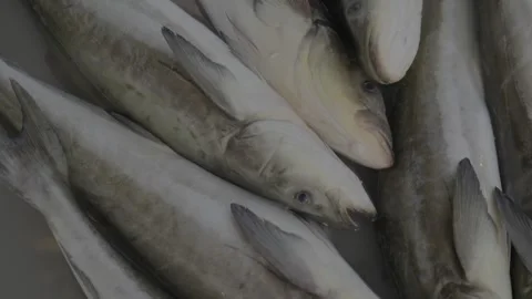 Fresh Fish and Squid Sorted in Seafood Crate at Vietnam Market Vídeo Stock 340458228