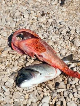 Fresh fish on the beach Foto stock