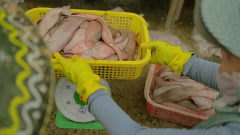 Fresh fish being weighed at local seafood market Stock Footage 341104174