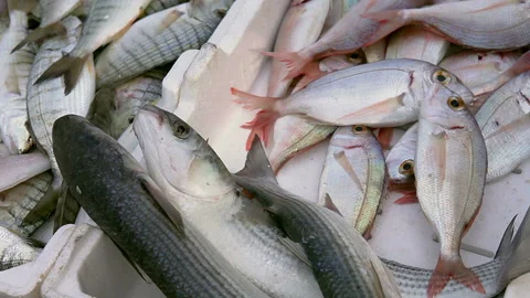 Fresh fish box, freshly caught Stock Footage 131034955