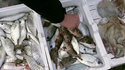 Fresh fish box, freshly caught Stock Footage 131035268