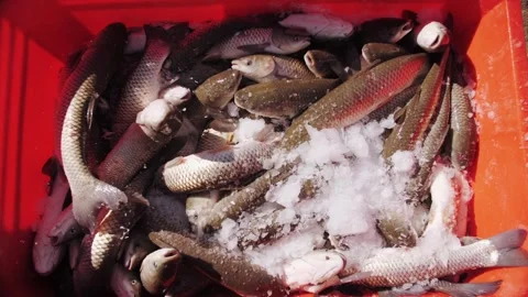 Fresh fish carp in ice-filled transport crate Stock Footage 322508783