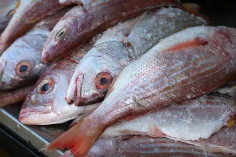Fresh Fish Catch Stock Photos