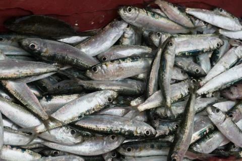 Fresh fish catch Stock Photos