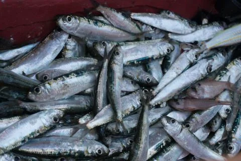 Fresh fish catch Stock Photos