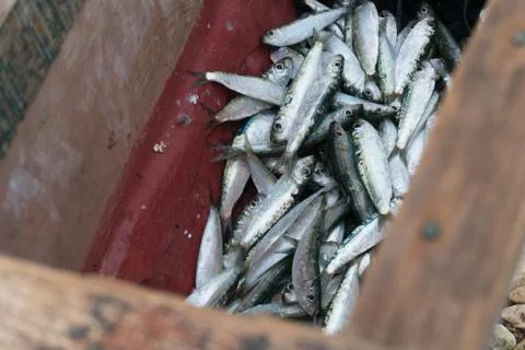 Fresh fish catch Stock Photos