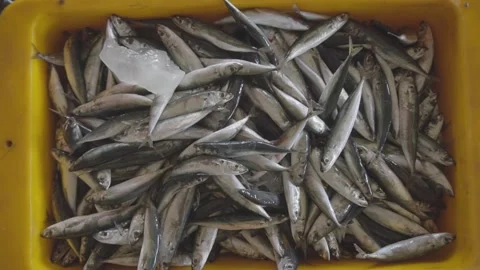 Fresh Fish Catch Preserved in Ice Box at Traditional Fish Auction Market Stock Footage 341838038