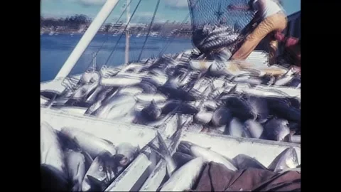 Fresh Fish Catch Processed by Hand, Australia, 1975 Vídeos de archivo 338384356
