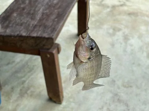 Fresh Fish Caught with Hook Фото