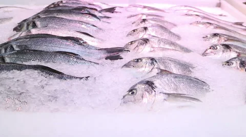Fresh fish chilled in ice. Smooth movement. Stock Footage 65476507