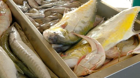 Fresh fish counter at Doha corniche fish market Video stock 125327210