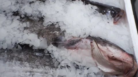 Fresh fish on the counter in the ice. Stock Footage 124072874