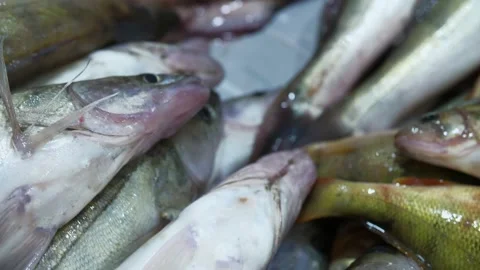 Fresh fish on the counter in the store Stock Footage 163724956