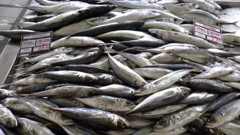 Fresh Fish on Display at Fishmonger 스톡 동영상 127265091