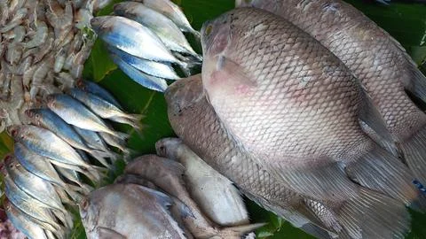 Fresh Fish Display With Large and Small Fish Arranged On Banana Leaves Foto stock