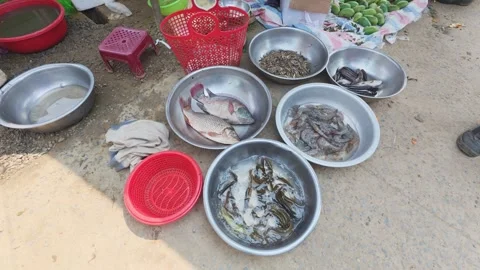 Fresh Fish Displayed in Basins at Local Market Video stock 344023008