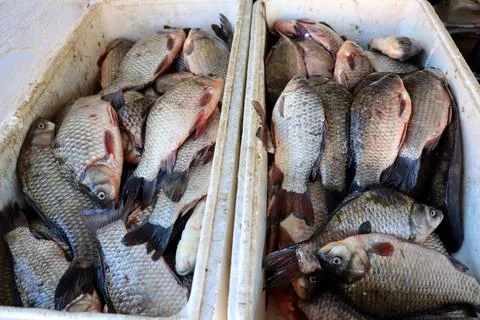 Fresh fish displayed in large containers at a market near a river in the early 스톡 사진