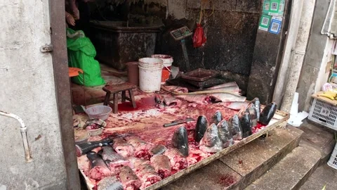 Fresh Fish Displayed at a Rainy Stall in Shanghai Wet Market Stock Footage 340176636