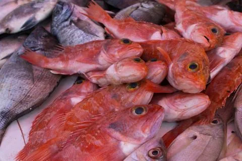 Fresh fish on the fish market in Morocco in Essaouira Stock Photos