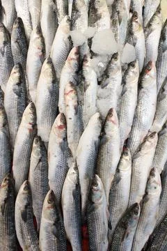 Fresh fish at the fish stall Stock Photos